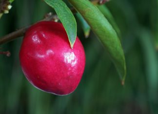 Manfaat Buah Mahkota Dewa Bagi Kesehatan Tubuh